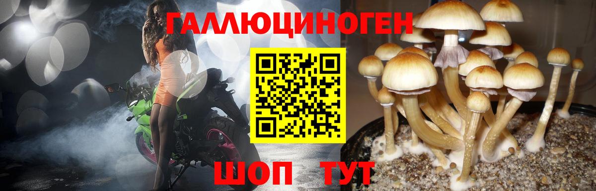 Ачхой-Мартан  Псилоцибиновые грибы мухоморы  Вход с VPN  Галлюциногенные грибы мицелий 